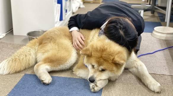 哭哭脸秋田犬表情超哀愁 掉毛程度根本不担心会秃头 脸蛋