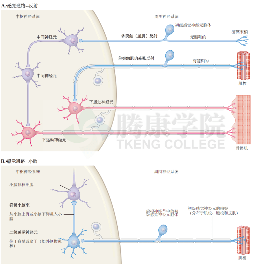神经解剖学 传导通路_感觉