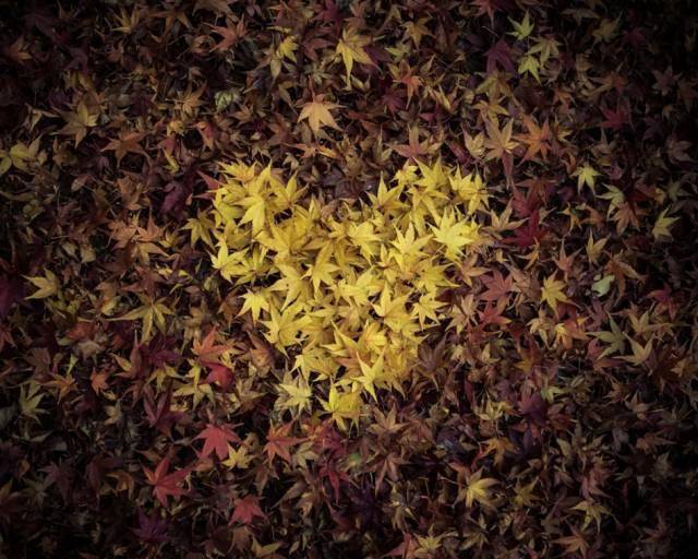 摄影秋天的落叶，怎么拍才惊艳？技巧全在这里了！