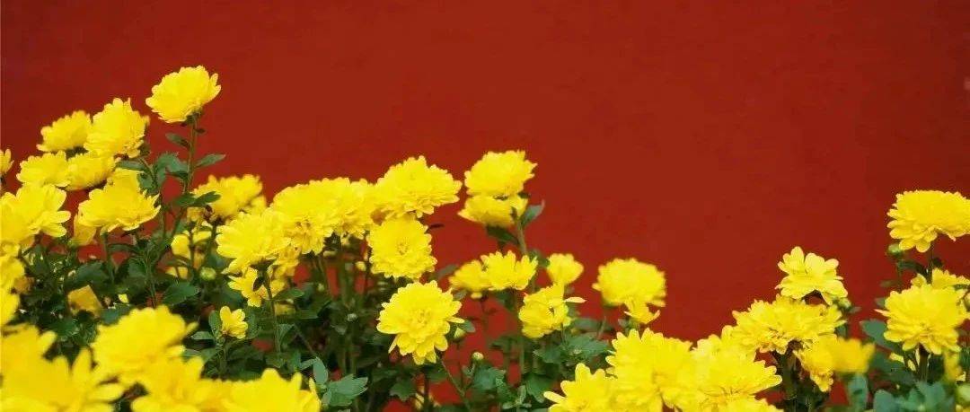 大佛脚下的慢生活丨循着花香,去赴一场秋日之约_红墙