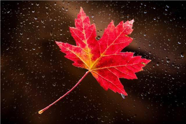 摄影秋天的落叶，怎么拍才惊艳？技巧全在这里了！