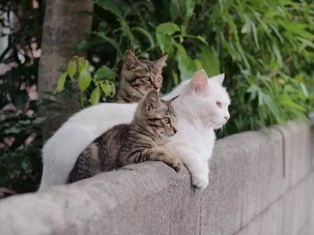 白猫妈妈带着两只小狸花猫,好温馨