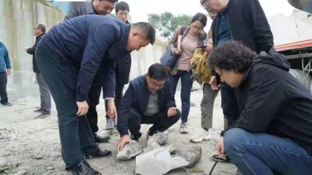 颈椎|重大发现！四川发现距今约1.6亿年的恐龙化石