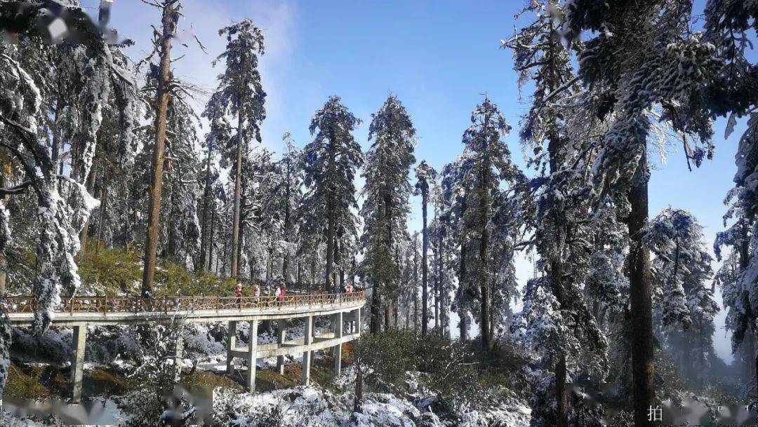 一場雪,才知道瓦屋山的秋天這麼美!_積雪