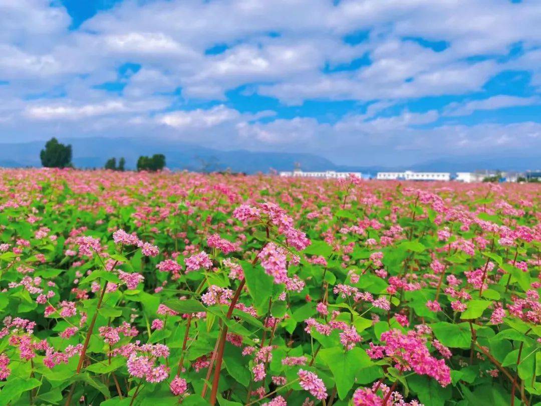 澄江马房村再添"网红打卡地"_花海