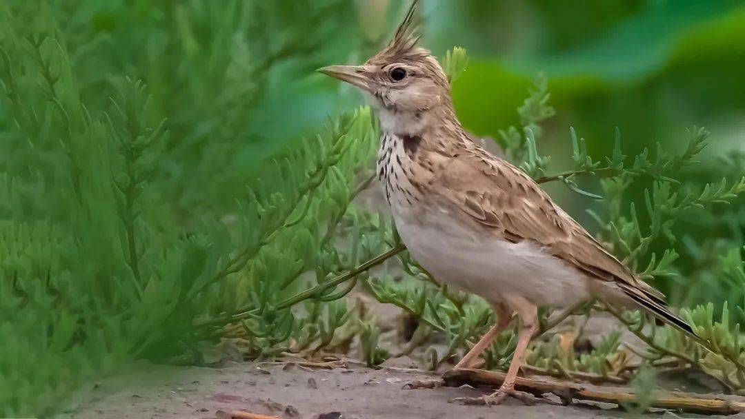 山西鳥類圖鑑鳳頭百靈