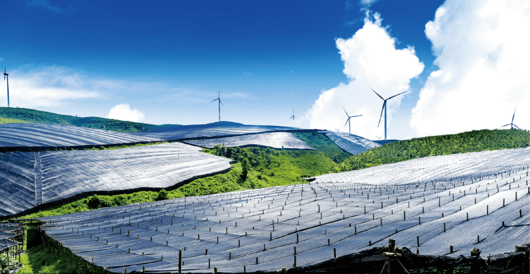 文山|三七就得选文山的？很少人知道，这才是三七金标准……