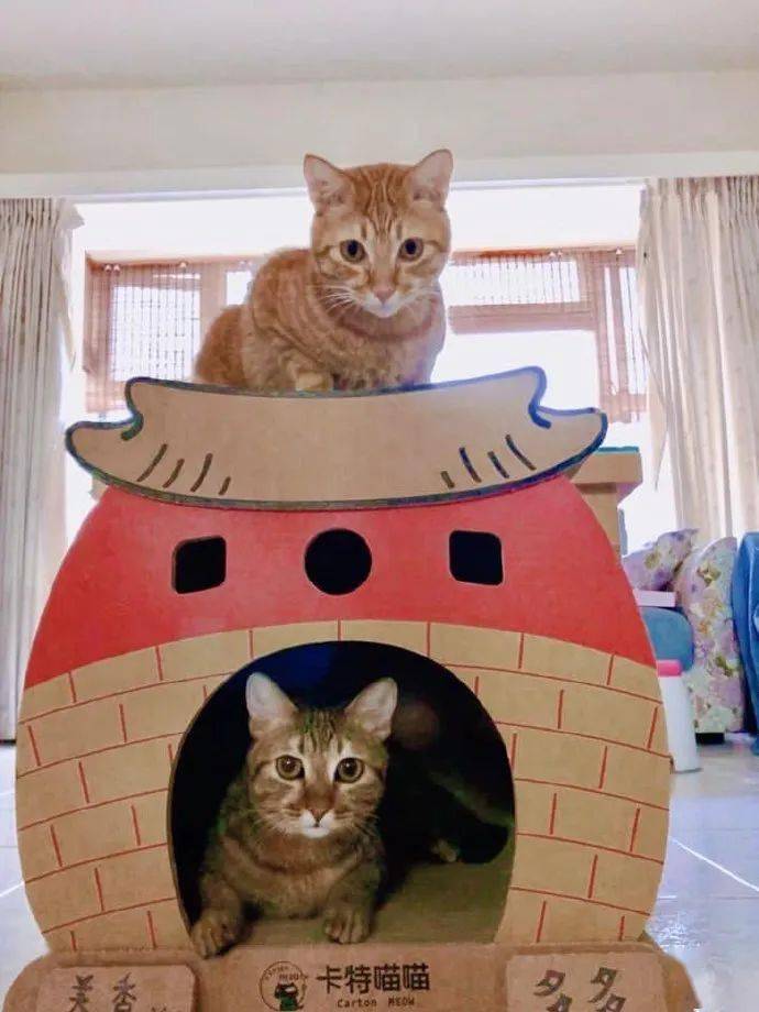 花猫不知道下面的狸花猫心理阴影有多大