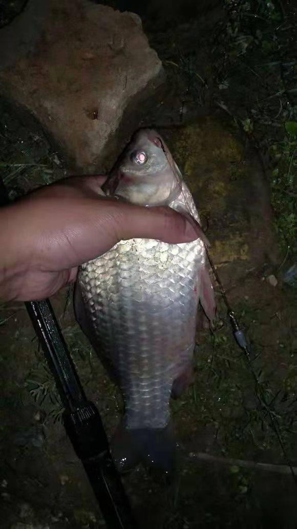 十周年在饵料里面加糖夜钓居然大板鲫连竿