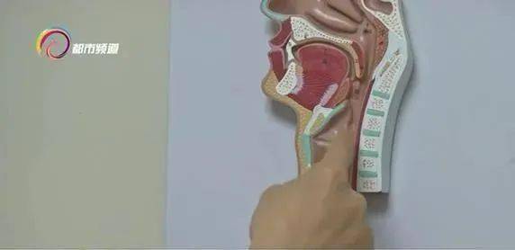 食道|警惕！鱼刺卡喉险丧命？就是因为用了这个“土办法”……