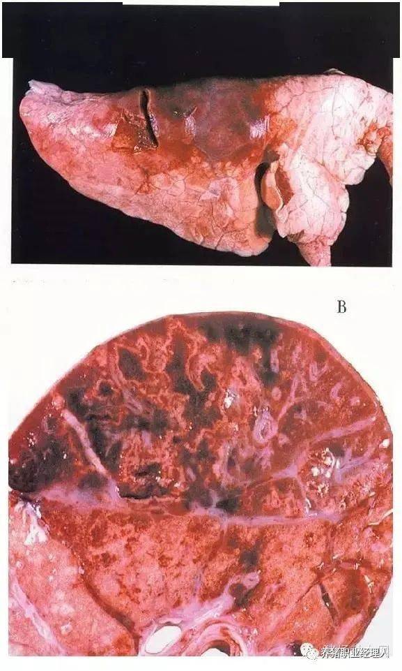 猪心肺疾病解剖图你认识多少