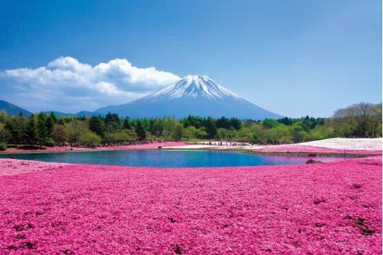 日本有一个地方，看富士山最漂亮！_手机搜狐网