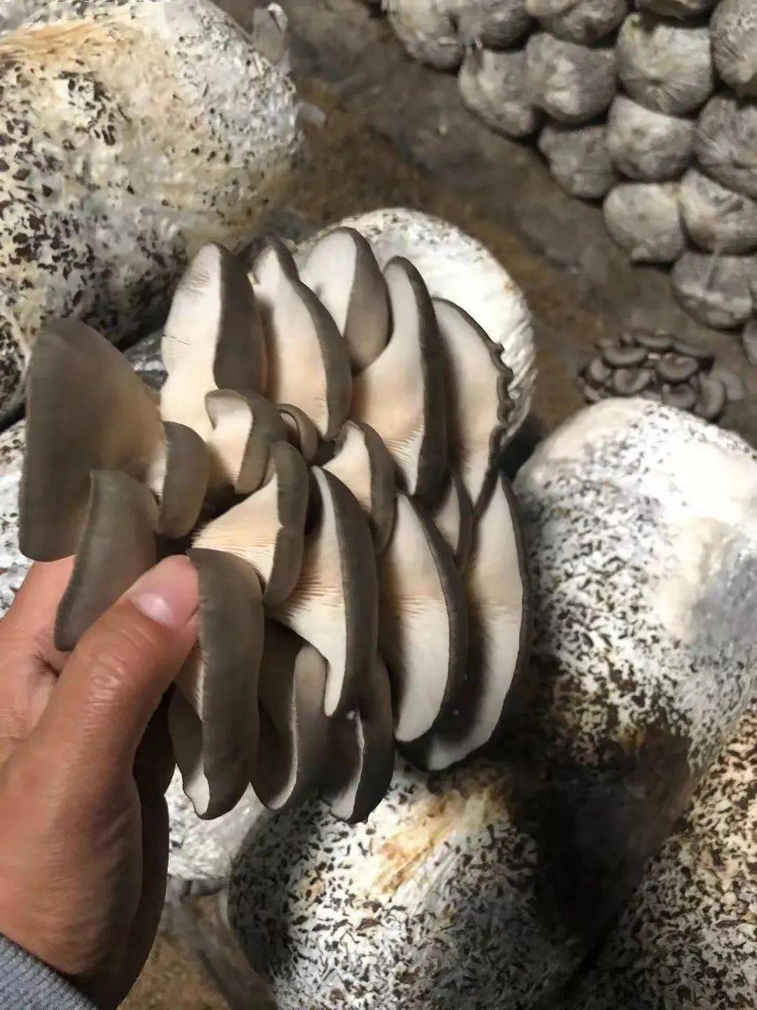 里口山无水蘑菇采摘开始喽