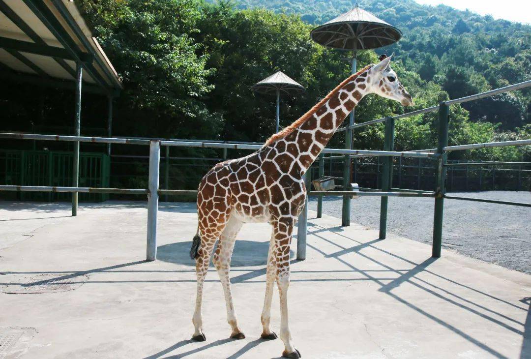 到無錫動物園,探班陸地最高寶寶!