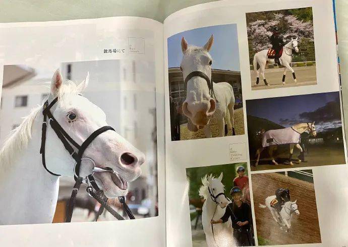 白马|世界最强，马中妲己！日本一本白马写真力压明星夺得销售榜第三名？看完后我理解了…