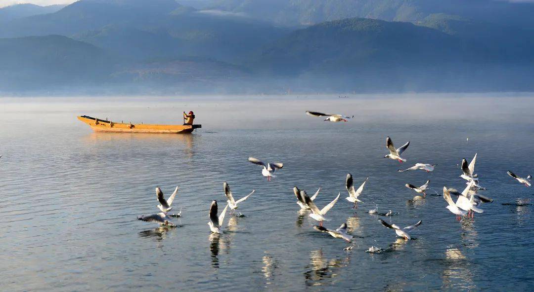 优越的自然环境吸引来各类候鸟,成为泸沽湖的另一道美丽风景