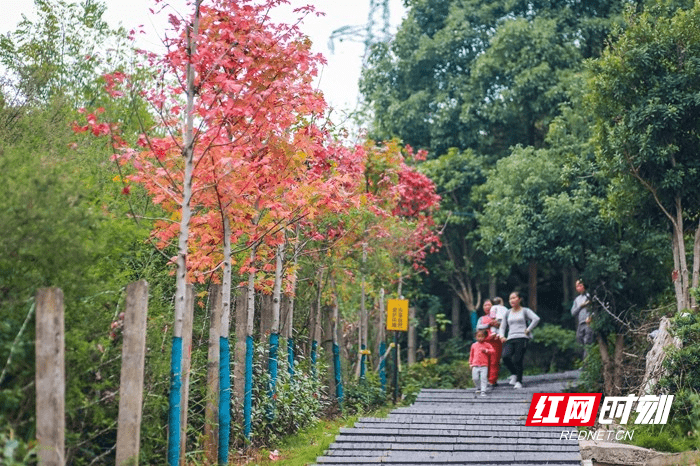 从空中|湖南蓝山：夔龙山上“枫”景如画