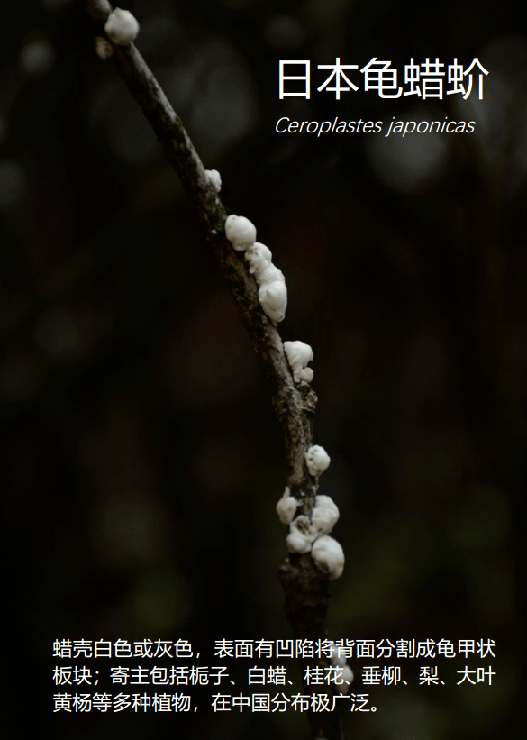 这次,是电子科大昆虫,蘑菇图鉴!