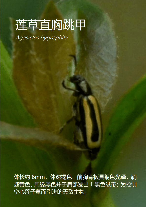 莲草直胸跳甲 agasicles hygrophila51甘薯叶甲 colasposoma dauricum