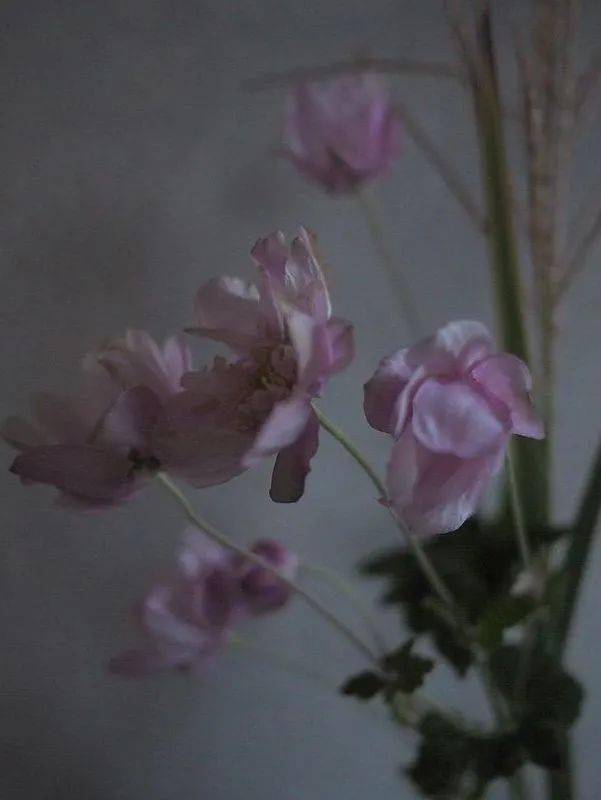 有味|花草果蔬里，日日是好日