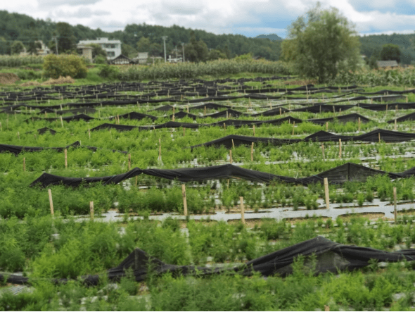 开阳县毛家院村:产业花开幸福来