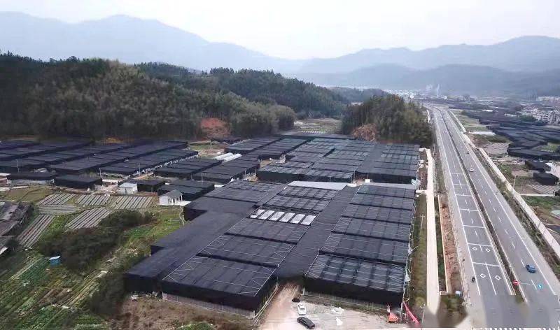 庆元香菇栽培技术的活态博物馆庆元香菇在创新发展上实现绿色崛起