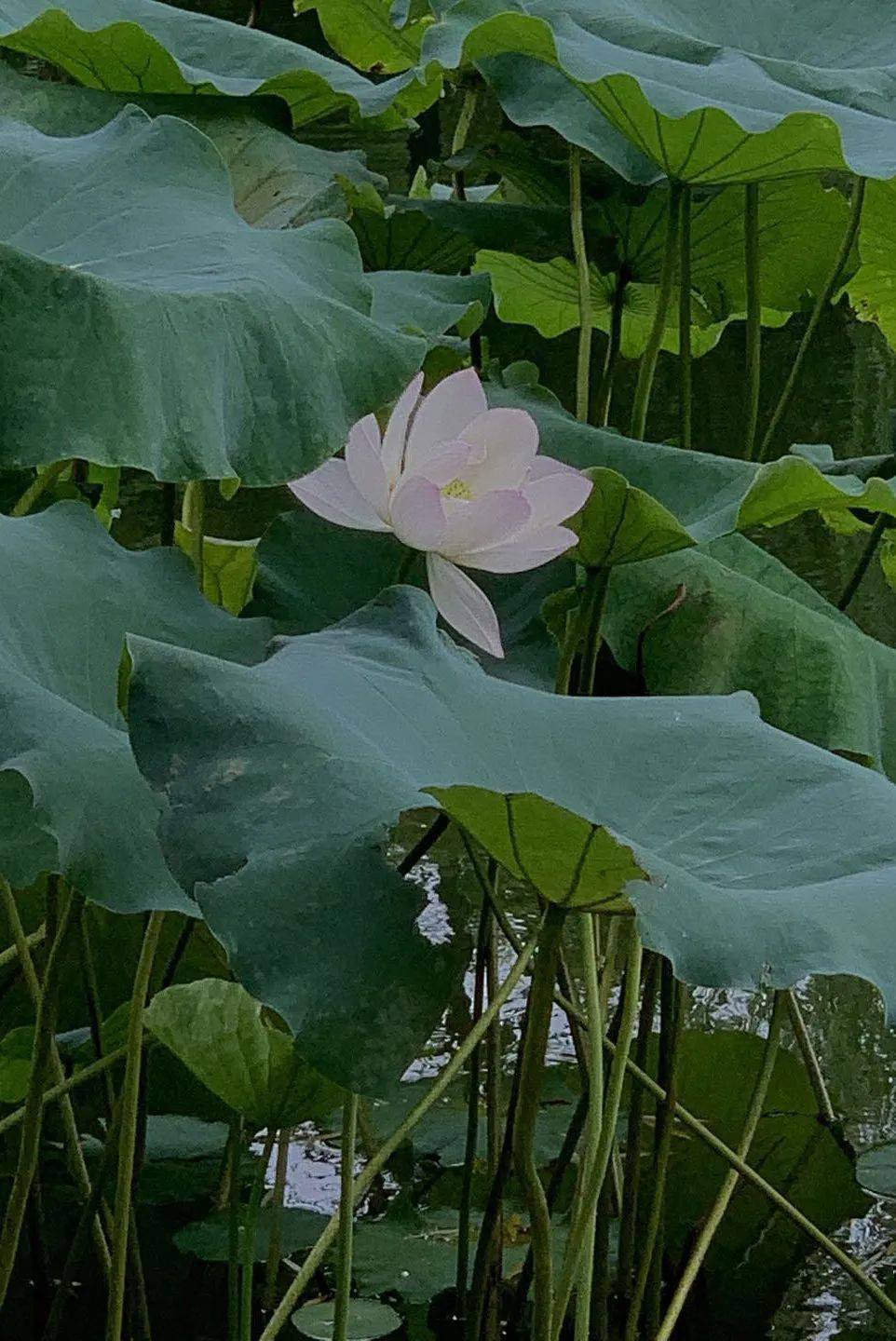 有味|花草果蔬里，日日是好日