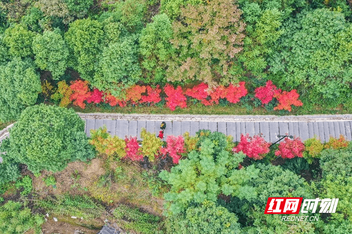 从空中|湖南蓝山：夔龙山上“枫”景如画