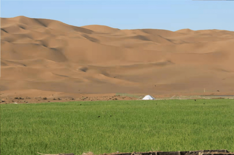 李绍华沙漠水稻图片