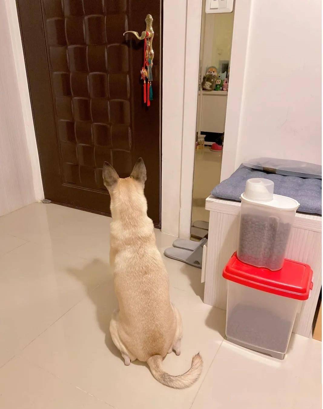 狗狗蹲坐在门口等爸爸4小时,爸爸一回家秒变嘤嘤怪:我好想你