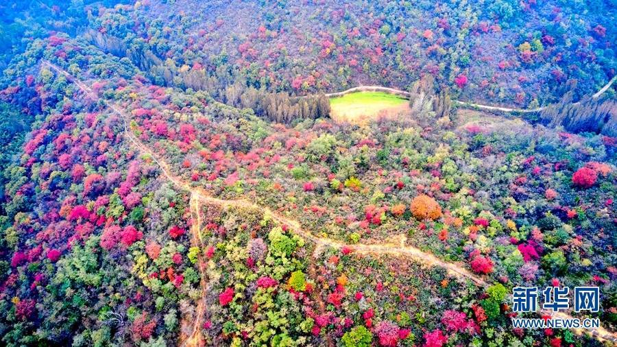 绿荫|河南济源：秋染南山 色彩斑斓