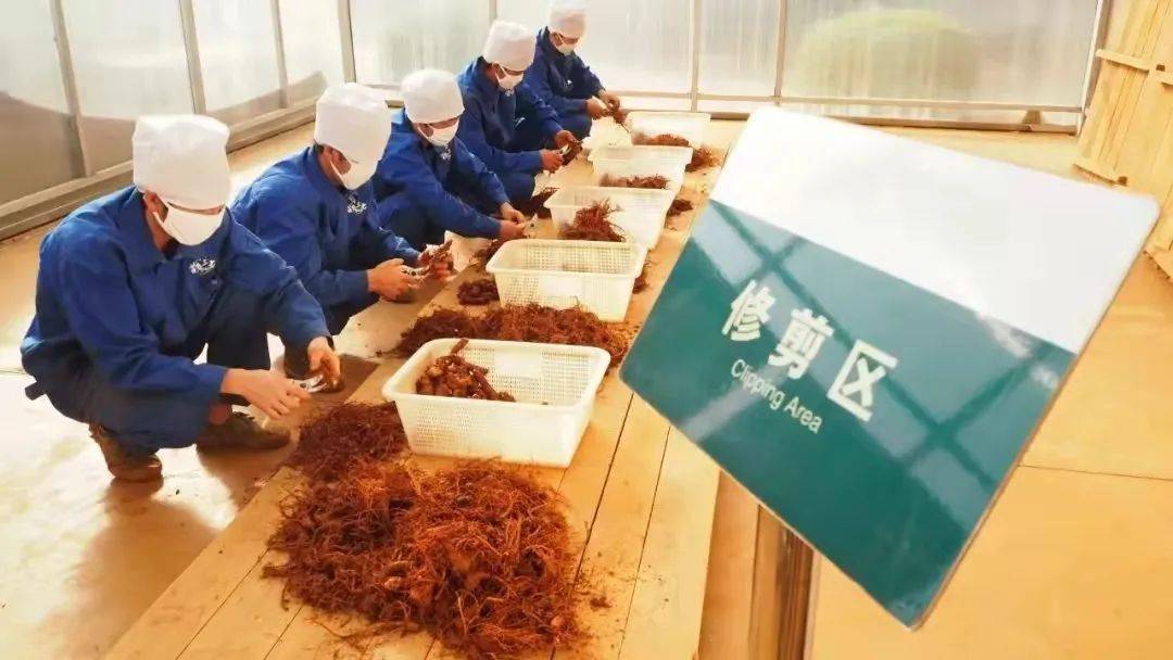 修剪|又双叒“吃土”了？三七虽好，可别自己乱打粉！