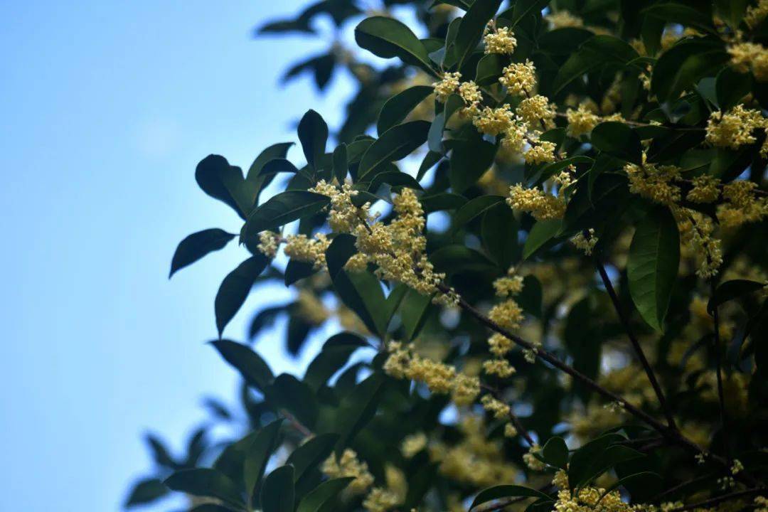 秋日限定!金華賞桂花合集來了!只為給你秋天的第一縷香味……_公園