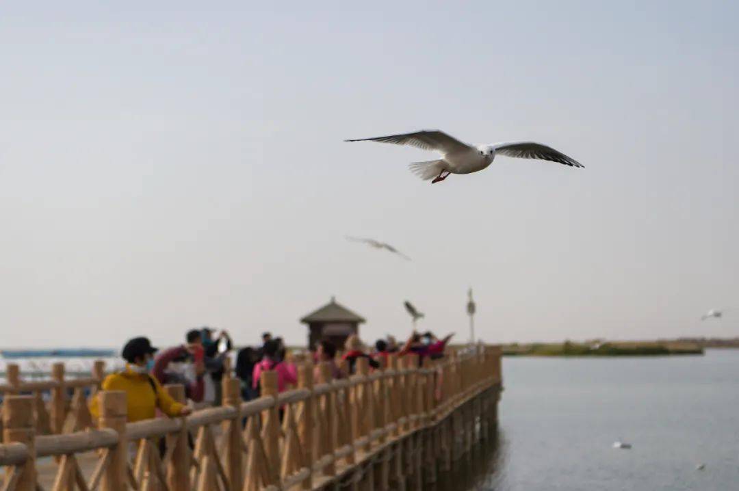 匈奴|什么是额济纳 ｜草地·新闻地理