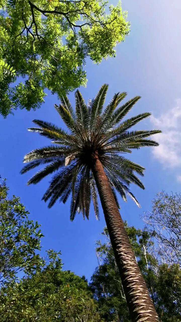 聆聽清晨的聲音追風景的人悉尼皇家植物園