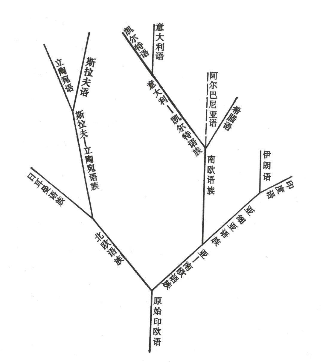 印欧语谱系树图片