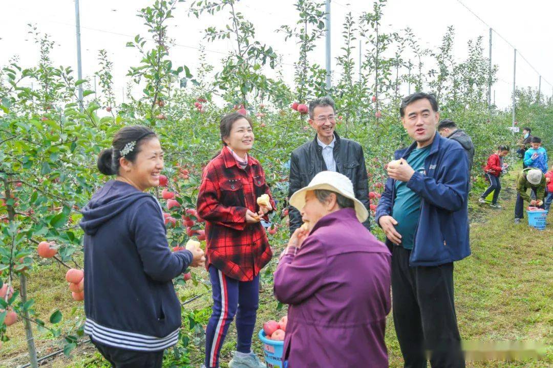 游客|摘苹果，品鲜美！满满都是丰收的快乐！