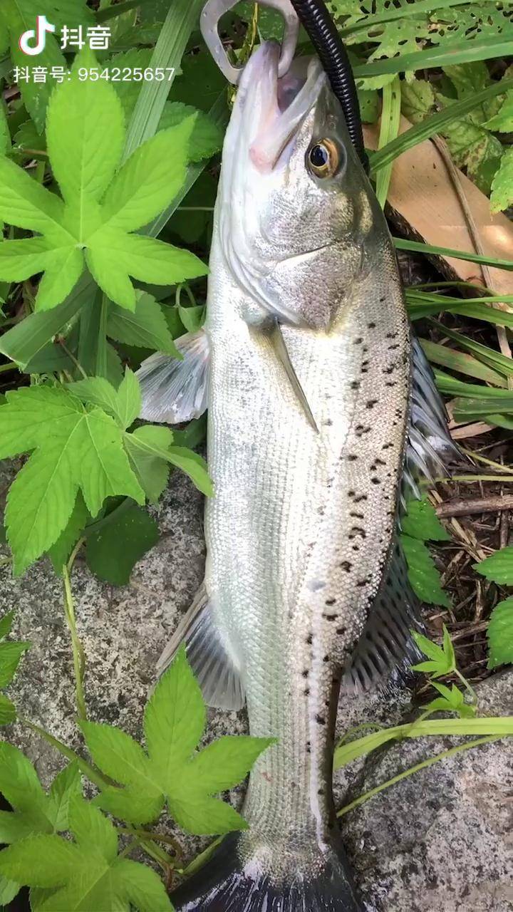 钱塘江鲈鱼一尾路亚