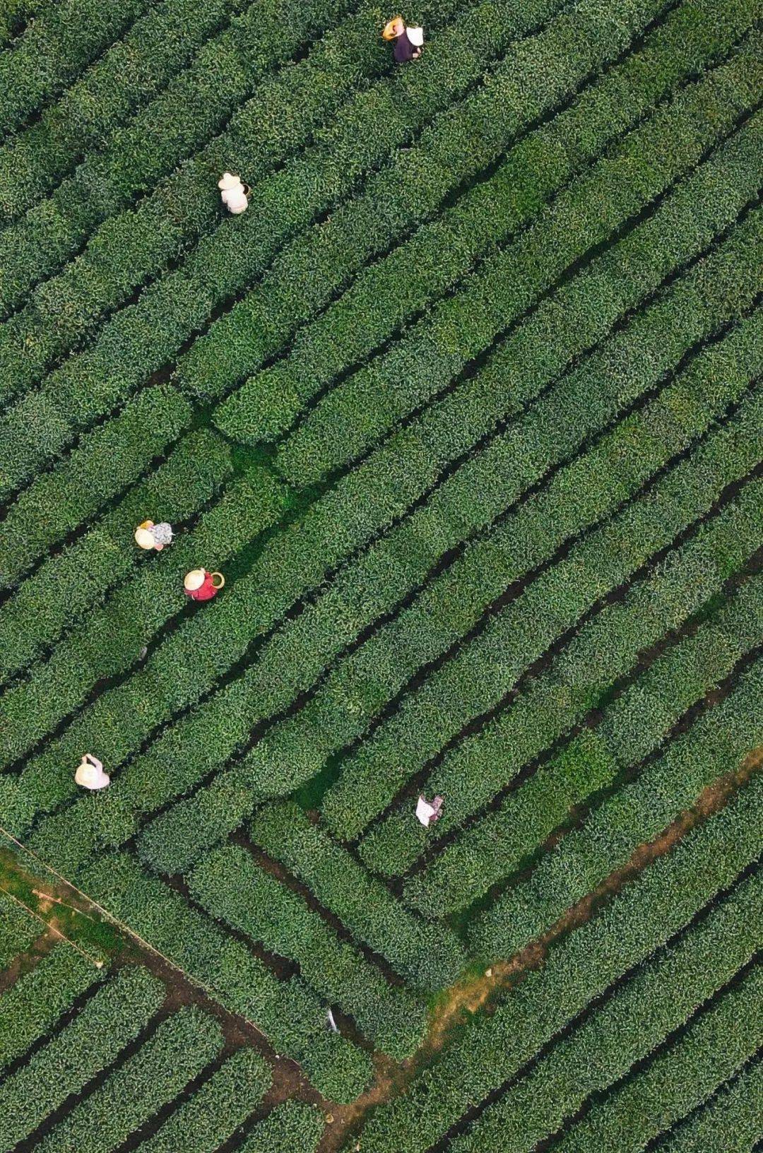 西湖|元旦可用，私享西湖边避世秘境，百亩茶园溪流环绕，270°坐拥无敌视野！