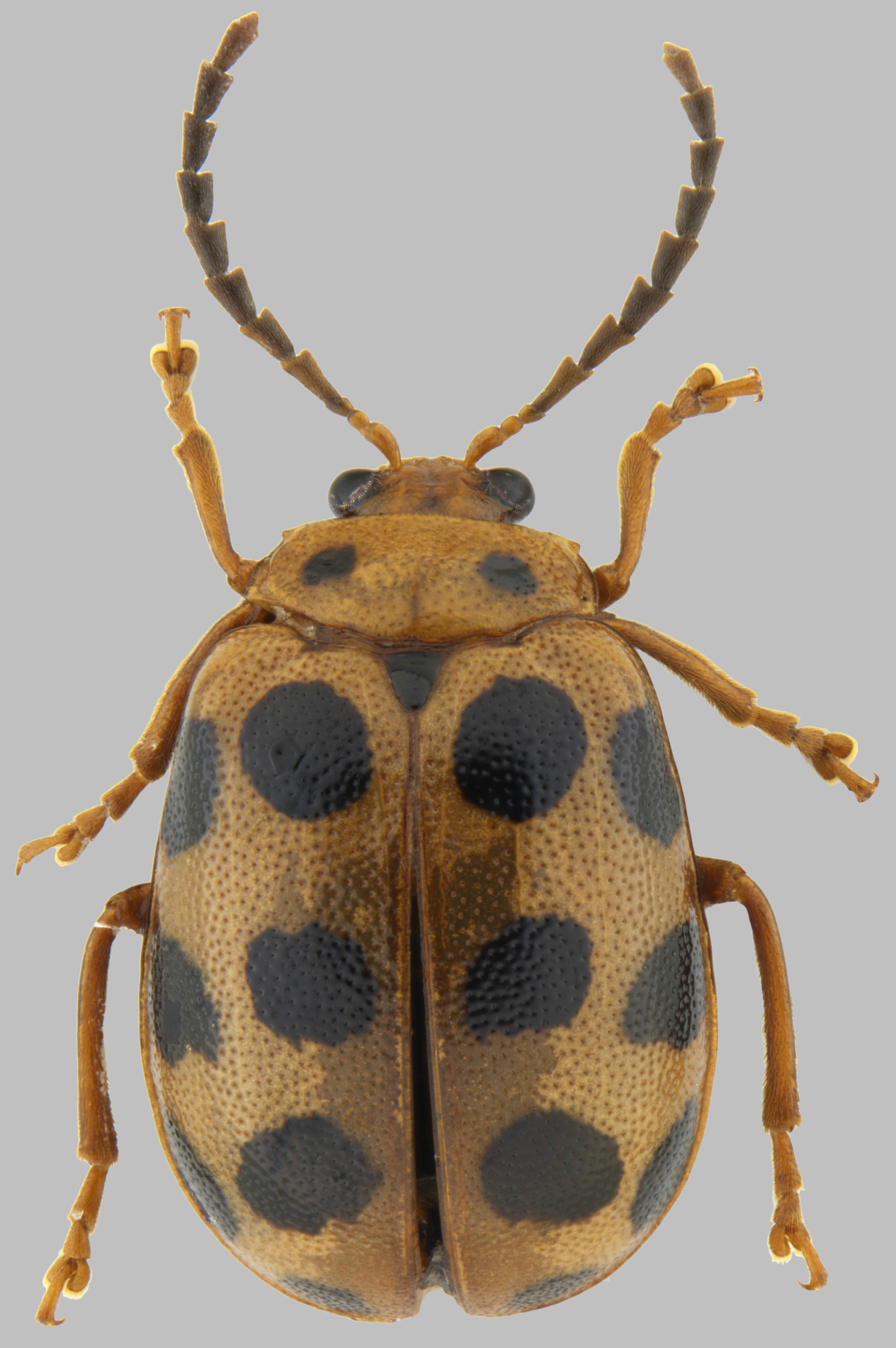 海珠湿地发现昆虫新物种海珠斯萤叶甲