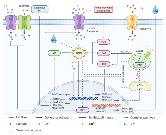 图3 cd,cu,zn和低盐胁迫下参与转运蛋白基因表达调控的ros信号通路.