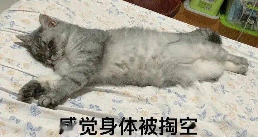 貓咪半夜給前任發了條消息？？不結婚很難收場kswl 搞笑整蠱 第7张