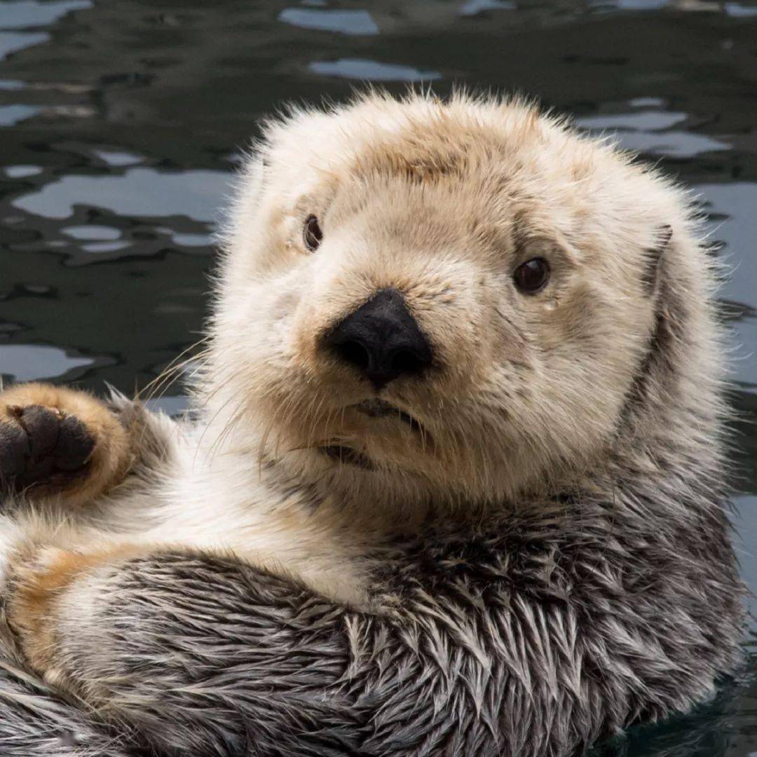 海獭我们爱搓手手才不仅仅是为了卖萌