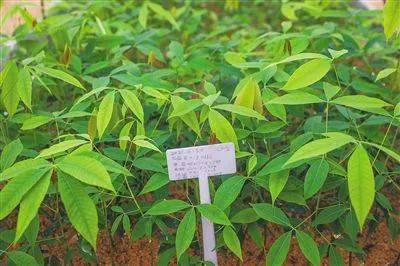 中国热科院几代橡胶育种专家辛勤耕耘默默奉献的结晶在试管里培育橡胶