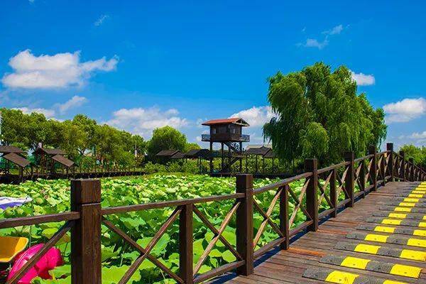 金山这条美丽乡村休闲旅游行(秋季)路线,你走过吗?