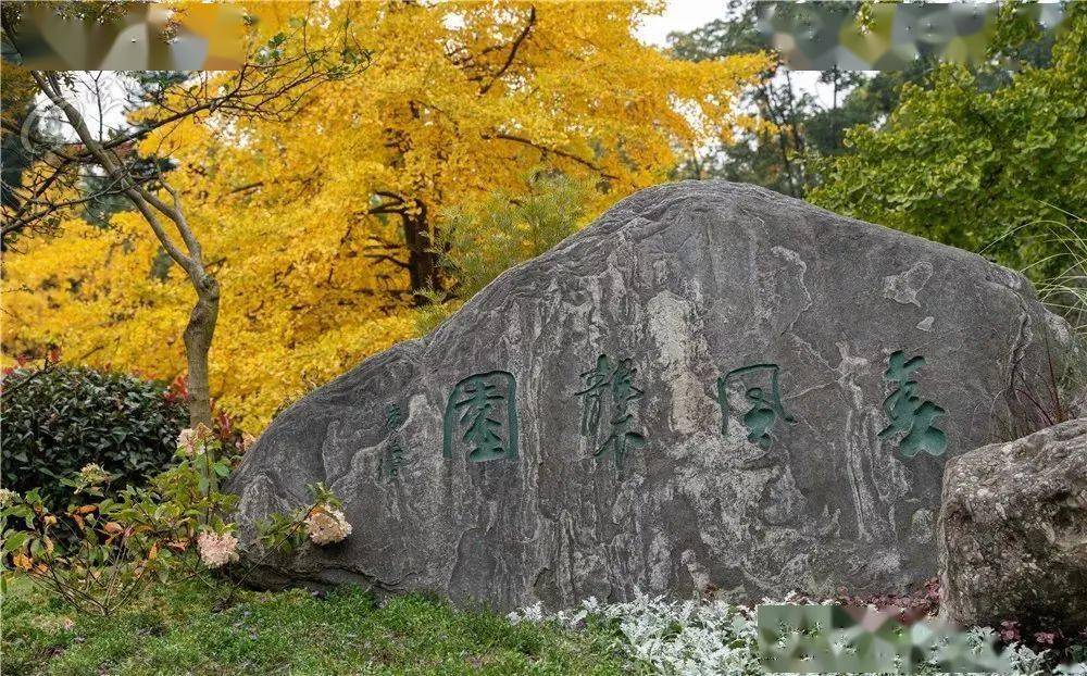 创建天府旅游名县丨双流银杏打卡地出炉赶紧收藏