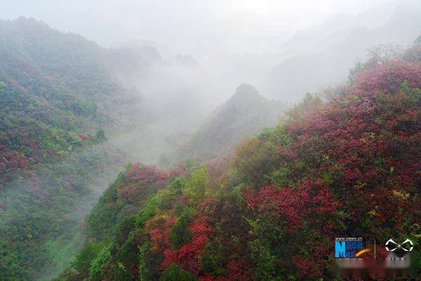 重庆：秋雨过后红叶美