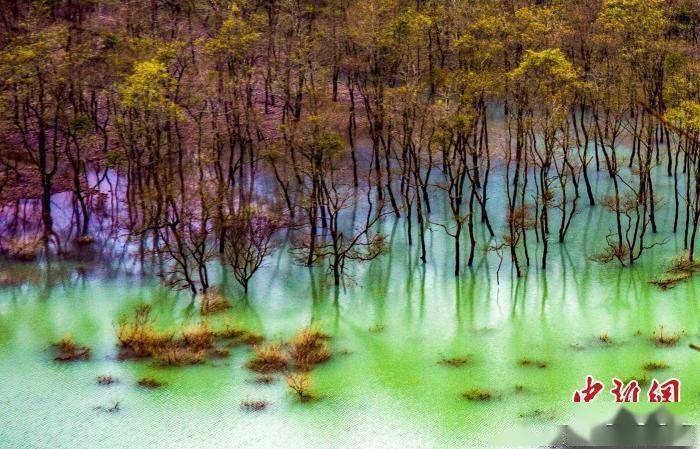 湖北|湖北利川：水上树林奇特秀美如画卷