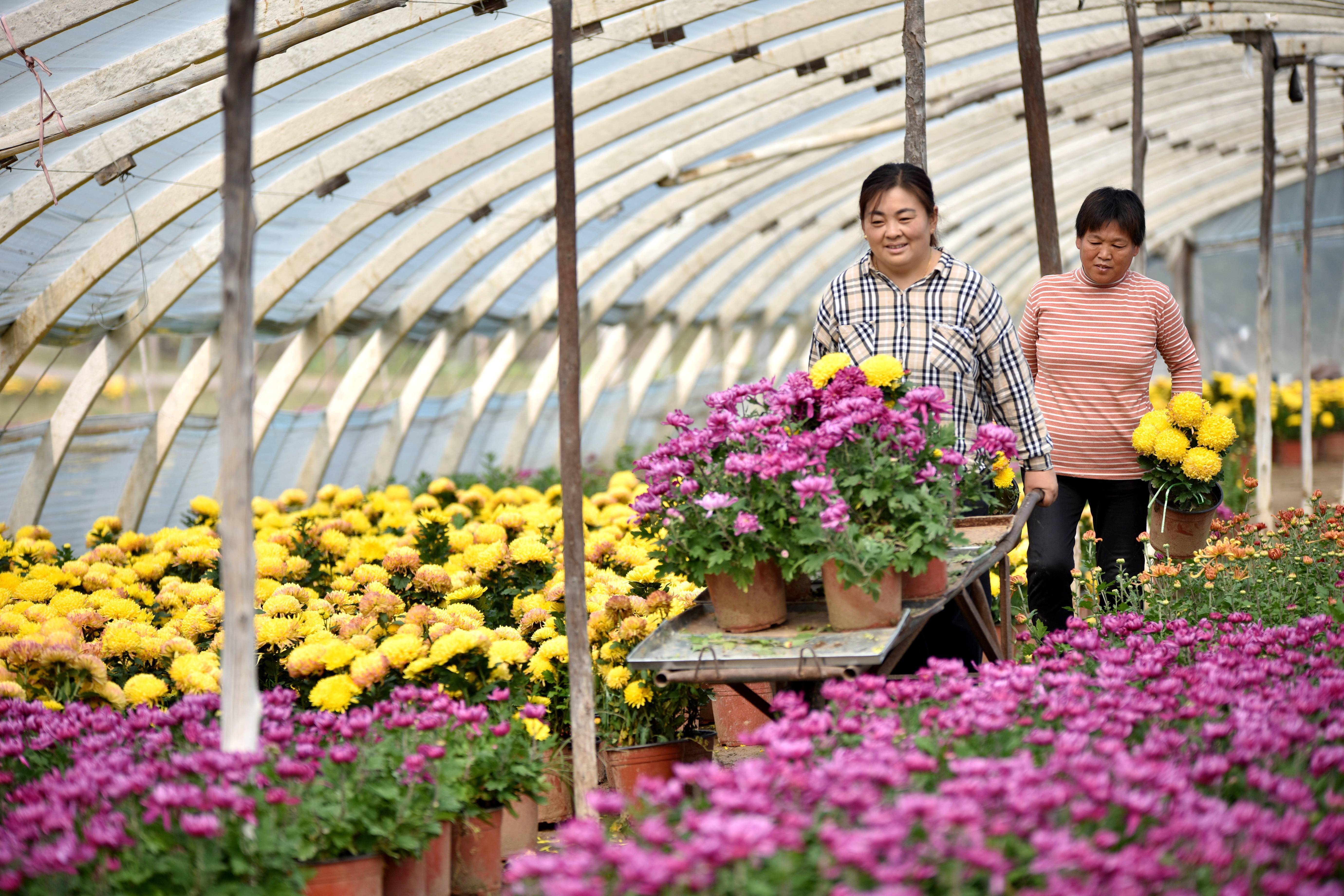 11月1日,河北省邢台市南和区和阳镇一家花卉种植基地工人在搬运花卉