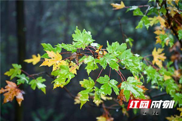 石亭|湖南蓝山：雾漫夔龙山